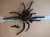 7.9 inch molt.jpg