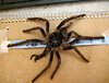 8 inch molt.jpg