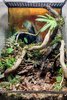 duckterrarium-5.jpg