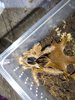 megaphonopelma robustum.jpg