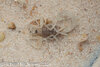 lq morph molt 7-15 4.jpg