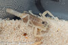 lq morph molt 7-15 2.jpg