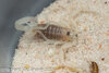 lq morph molt 7-15 1.jpg