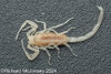 lq morph molt 7-15 3.jpg