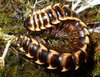 Orthomorpha subkarschi.jpg