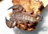 Liocheles - side view.jpg