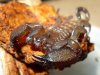 Liocheles - face on.jpg