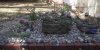 rock garden 013.jpg