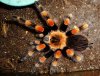 Brachypelma annitha (17).JPG