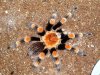 Brachypelma annitha (MM) (2).jpg