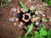 Brachypelma annitha (11).JPG