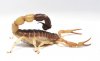 parabuthus_liosoma1.jpg
