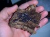 Fl. Isopods2.jpg
