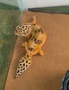 m_Rescue gecko_1117.jpg