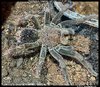 Pamphobeteus_Manganegra(f)4.5in_SA1.jpeg