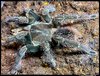 Pamphobeteus_manganegra(f)4.5in_SA1.jpeg