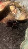 IMG_6582.jpeg