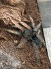 20241115 Grammostola pulchra.jpg