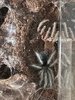 20240917 Grammostola pulchra.jpg