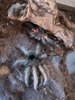 20241107 Grammostola pulchra.jpg