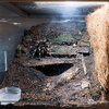 Geniculata_Enclosure.jpg