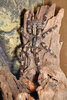 P. striata 4945-5023a.jpg