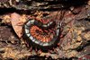 Scolopendra_tigerleg_china-3841400879.jpg