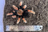 Boehmei-Big-Girl-2.jpg