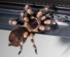 B smithi-1.jpg