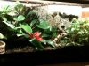 Rainforest Terrarium.jpg