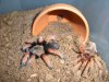 B. Boehmei.jpg