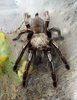 E murinus001.jpg