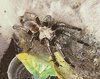 E murinus002.jpg