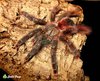 goliath_pink_toe_tarantula_-_avicularia_sp._braunshauseni_captive_bred_-1-0525760f (1).jpg