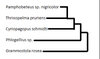 Constructed potential phylogenetic tree.