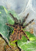 The Darth Maul Tarantula - Psalmopoeus victori WATERMARKED.jpg