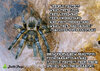 Tarantula with Cousteau Quote WATERMARKED.jpg