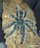 Avicularia avicularia M6001 WATERMARKED-2.jpg