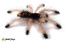 Avicularia avicularia M6001 WATERMARKED.jpg