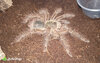 Theraphosa blondi WATERMARKED.jpg