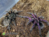 Pamphoebeteus machala - Sexed Pair - Watermarked.jpg