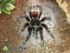 Grammostola iheringi - webs - Watermarked.jpg