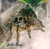 Ceratogyrus darlingi - Webs - Watermarked.jpg