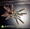 Avicularia avicularia M2 - Watermark 02.jpg.jpg