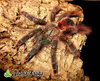 Avicularia avicularia M2 - Watermark 01.jpg.jpg