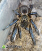 Harpactira pulchripes - Watermark 01.jpg