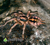 Hapalopus formosus - Watermark 01.jpg