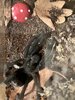 IMG_1194.jpeg