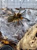 HPulchripes_Freshmolt.jpg