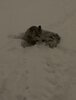 IMG_6915.jpeg